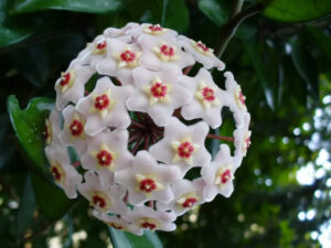 flor Hoya carnosa