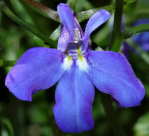 flor Lobelia erinus