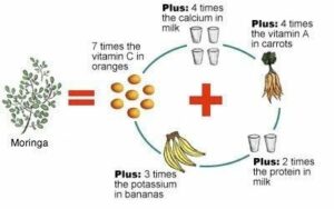 moringa plantas purificadoras de agua
