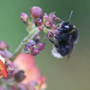 ¿Sabías que en Canarias tenemos nuestro propio abejorro? ¿Conoces a “Bombus canariensis”? Conocerlo ayudará a protegerlo, comprenderlo y ayudarlo.