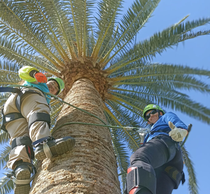 Curso de especialización en trabajos en palmeras