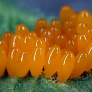 ¿Sabes identificar las puestas de huevos de los insectos en las plantas? Planifica la Sanidad de tus plantas
