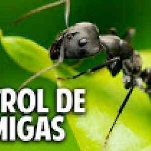 6 consejos para eliminar las hormigas del jardín