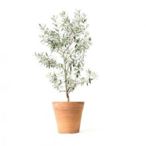 Cómo cuidar un olivo en maceta. Si quieres agregar nuevas plantas a tu espacio, el olivo es una de las mejores opciones.