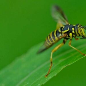 Abeja