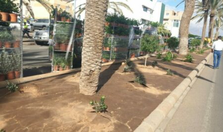Nuestro equipo de asesoramiento agronómico se ha desplazado a Fuerteventura y está trabajando en la dirección de obras de un nuevo ajardinado en Gran Tarajal