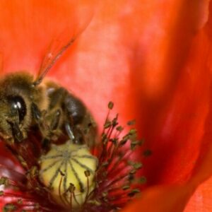 Los apicultores del Archipiélago constituyen una asociación