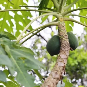 Árbol de papaya en casa