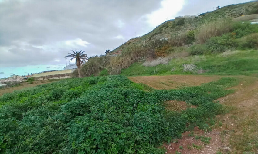 Asesoramiento agronómico en Canarias