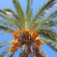 trasplante de palmeras canarias