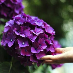 flores que soportan la sombra