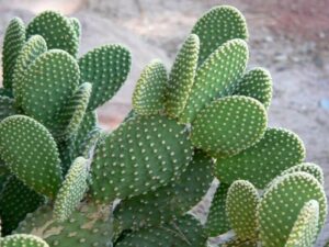cactus en canarias