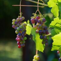 curso de viticultura