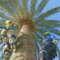 Curso de especialización de trabajos en palmeras