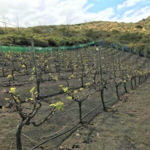 cultivo de viñedos