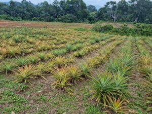 Asesoramiento agronómico guinea ecuatorial 