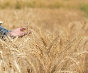 el dia a dia de un ingeniero agronomo
