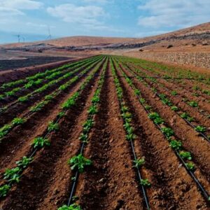 Asesoramiento agronómico de cultivos de papas en El Cardón, Fuerteventura.