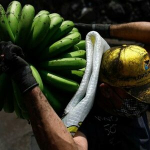 Recuperación del cultivo del plátano un año después de la erupción volcánica