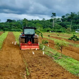 Asesoramiento agronómico en Guínea Ecuatorial