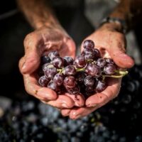 viticultura biodinamica