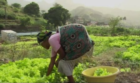 Asistencia técnica de la producción agrícola de Cabo Verde