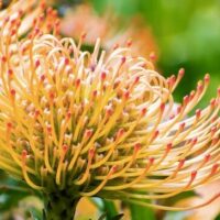 Los productores de Proteas ya pueden beneficiarse de la nueva subvención en la isla de Gran Canaria (1)