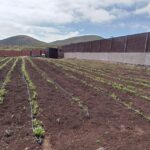 Foto de archivo de un proyecto de ingeniería agrónoma en Canarias