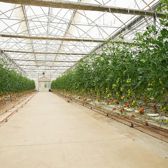 Curso de producción hortícola en invernadero