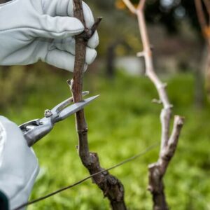 nuevos cultivos vitivinícolas