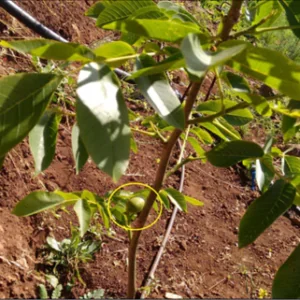 ASESORAMIENTO EN PLANTACIÓN DE NOGALES – FONTANALES – GRAN CANARIA