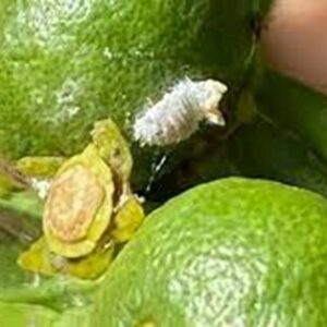 EL COTONET DE SUDÁFRICA. PLAGA DE CULTIVOS DE CÍTRICOS