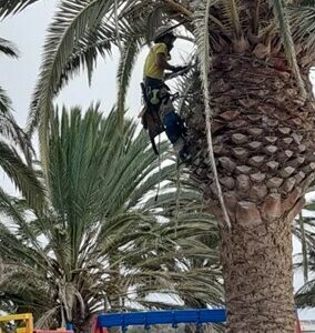 SERVICIO DE GESTIÓN DE PODA DE ÁRBOLES Y PALMERAS DEL MUNICIPIO DE TUINEJE