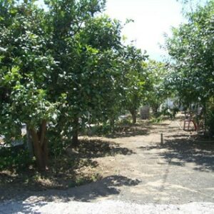VALORACIÓN DE FINCA – TÉRMINO MUNICIPAL DE TELDE – MONTAÑA LAS PALMAS -  ISLA DE GRAN CANARIA.