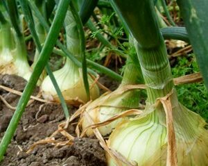 PROHIBICIÓN DEL USO DEL OXAMIL EN CULTIVOS. – PROHIBICIÓN EN TODOS LOS ESTADOS MIEMBROS DE LA UNIÓN EUROPEA.