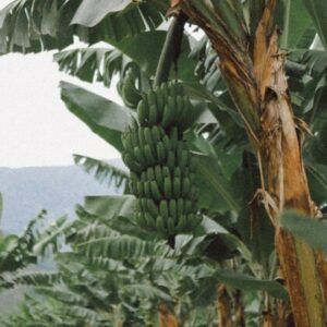 AYUDAS CONCEDIDAS A LA AGRICULTURA A CAUSA DE LA SEQUÍA Y LA GUERRA EN UCRANIA.