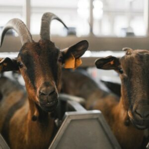 SUBVENCIONES PARA EL FOMENTO DEL SECTOR GANADERO DE GRAN CANARIA 2023. CABILDO DE GRAN CANARIA – CONSEJERÍA DEL SECTOR PRIMARIO, SOBERANÍA ALIMENTARIA Y SEGURIDAD HÍDRICA.