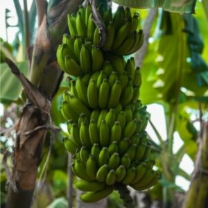 MAL DE PANAMÁ: UNA AMENAZA PARA EL PLÁTANO DE CANARIAS
