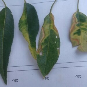 NUEVA ESTRATEGIA PARA COMBATIR LA XYLELLA FASTIDIOSA.