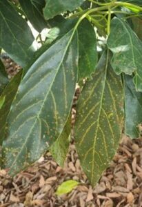 LA PLAGA DE ARAÑA CRISTALINA AMENAZA LOS CULTIVOS DE AGUACATES EN LA PALMA.