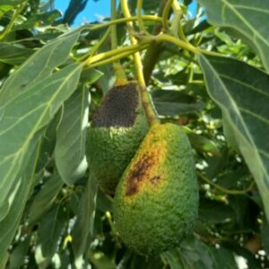 AGROISLAS VIAJA HASTA LA ISLA DE LA PALMA Y COMPRUEBA LOS ESTRAGOS SUFRIDOS EN LOS CULTIVOS DE AGUACATES POR EL AIRE CALIENTE