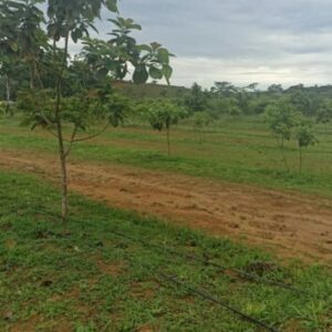 AGROISLAS CONTINÚA SU ASESORAMIENTO EN EL PAÍS DE GUINEA ECUATORIAL EN LAS EXPLOTACIONES AGRÍCOLAS DE CULTIVOS TROPICALES Y SUBTROPICALES  DE LA EMPRESA HERMANOS MARTÍNEZ