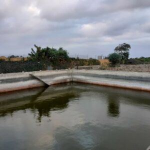 AGROISLAS REDACTA UN PROYECTO DE CORTAVIENTOS EN EXPLOTACIÓN AGRÍCOLA EN EL MUNICIPIO DE TELDE.