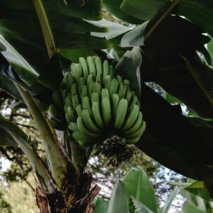 ALERTA ENTRE LOS AGRICULTORES PLATANEROS DEL SUR DE LA ISLA DE TENERIFE.