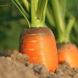 EL PRÓXIMO DÍA 10 DE DICIEMBRE SE CIERRA EL PLAZO PARA ACEPTAR LA SUBVENCIÓN DESTINADA A LA ADOPCIÓN DE MEDIDAS DE AGROAMBIENTE Y CLIMA CONVOCADAS POR LA CONSEJERÍA DE AGRICULTURA DEL GOBIERNO DE CANARIAS.