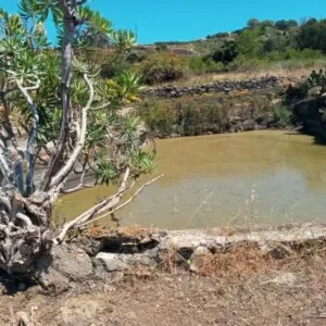 EN EL MUNICIPIO DE ARUCAS, AGROISLAS HA LLEVADO A CABO UN INFORME DE VALORACION DE TERRENOS Y BIENES AGRICOLAS.