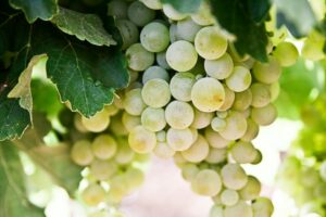 Variedades tradicionales de uva