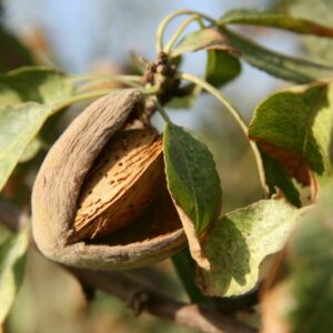 LA PRODUCCIÓN DE ALMENDRA CRECE UN 17 %