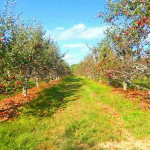 CAMBIOS EN LA PAC PARA APOYAR AL SECTOR AGRARIO
