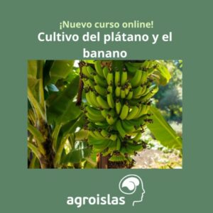 CURSO ONLINE DE CULTIVO DEL PLÁTANO Y BANANO